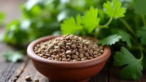 Cilantro Coriander Seeds for Planting  Grow Fresh Green Herbs