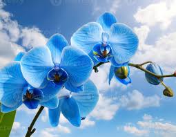 Sky Blue Orchid Flower Seeds for Planting – Heirloom NonGMO High Germination Organic Garden Seeds for Seasonal Exotic Blooms
 
 Sale