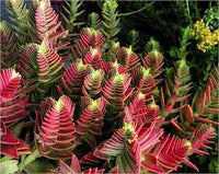 Red Pagoda Flower seeds for Planting - Seasonal Bloomer, Heirloom & GMO Free Seeds for Home Garden
 
 Sale seeds for home garden