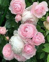Light Pink Polyantha Rose Flower seeds for Planting - Bright Blooms, Heirloom & GMO Free Seeds for Home Garden
 
 Sale seeds for home garden