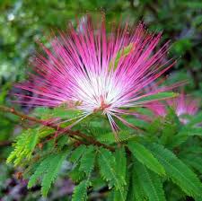 Pink Calliandra Eriophylla Flower seeds for Planting - Low Maintenance, Heirloom & GMO Free Seeds for Home Garden
 
 Sale seeds for planting in home garden