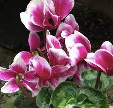 Pink & White Cyclamen Flower seeds for Planting - Cut Flower Favorite, Heirloom & GMO Free Seeds for Home Garden
 
 Sale for planting in home garden.