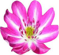 Pink White Nolilis Flower seeds for Planting - Cut Flower Favorite, Heirloom & GMO Free Seeds for Home Garden
 
 Sale seeds for planting in home garden