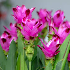 100 Pcs