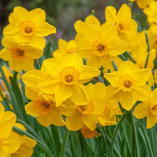 Deep Yellow Daffodil Flower Seeds for Planting – Heirloom NonGMO High Germination Organic Garden Seeds for Wildflower Mix
 
 Sale