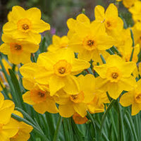Deep Yellow Daffodil Flower Seeds for Planting – Heirloom NonGMO High Germination Organic Garden Seeds for Wildflower Mix
 
 Sale