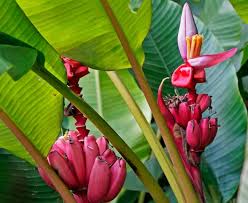 Pink Banana Planting Seeds - Tropical Garden Essential