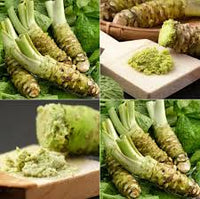 Horseradish Planting Seeds  Grow Your Own Spicy Root