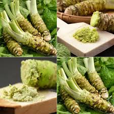 Horseradish Planting Seeds  Grow Your Own Spicy Root