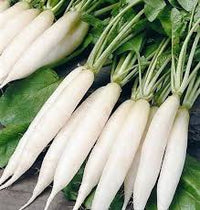 White Radish Seeds for Vegetable Planting