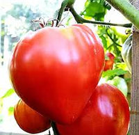 Pink Oxheart Tomato Seeds for Planting