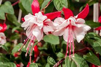 White Pink Fuchsia Hybrida Flower Seeds for Planting – Heirloom NonGMO High Germination Organic Garden Seeds for EasyCare Blooms
 
 Sale for planting in home garden