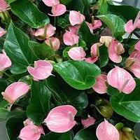 Pale Pink Anthurium Andraeanu Flower Seeds for Planting, Heirloom Non-GMO Organic Garden Seeds