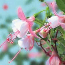 White Pink Fuchsia Hybrida Flower Seeds for Planting – Heirloom NonGMO High Germination Organic Garden Seeds for EasyCare Blooms
 
 Sale