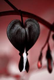 Black Heart Flower seeds for Planting - Cut Flower Favorite, Heirloom & GMO Free Seeds for Home Garden
 
 Sale for planting in home garden.