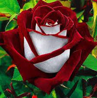 Rare Deep Red and White Osiria Ruby Rose Flower seeds for Planting - Shade Tolerant, Heirloom & GMO Free Seeds for Home Garden
 
 Sale seeds for planting in home garden