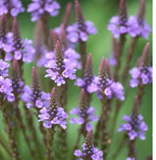 Blue Verbena Hastata Flower seeds for Planting - Colorful Display, Heirloom & GMO Free Seeds for Home Garden
 
 Sale for planting in home garden.