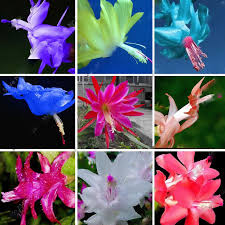 100 Pcs