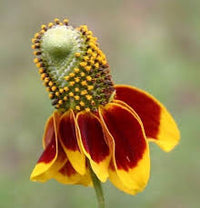 Ratibida Columnifera Flower seeds for Planting Garden Favorite Heirloom & GMO Free Seeds for Home Garden 
 
 Sale for planting in home garden