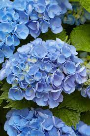 Blue Hydrangea Flower seeds for Planting - Fragrant Blossoms, Heirloom & GMO Free Seeds for Home Garden
 
 Sale seeds for planting in home garden