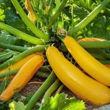 Yellow Crookneck Vegetable Seeds Perfect for Planting