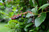Salal Berry (Gaultheria shallon) Shrub Seeds – Pink & White Flowers, Blue Fruit