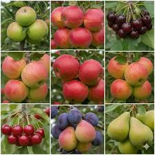 Apple Seed Planting Mix for Home Gardens
