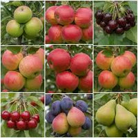 Apple Seed Planting Mix for Home Gardens