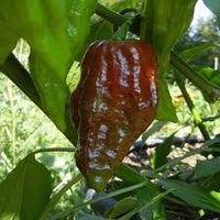 Bhut Jolokia Brown Seeds - Perfect for Planting Hot Peppers