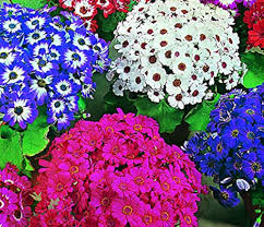 Mixed Color Florist's Cineraria Flower Seeds Easy to Grow Heirloom NonGMO Organic Garden Seeds for Planting
 
 Sale