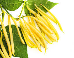 Heirloom Yellow Wax Bean Seeds for Planting  Grow Delicious Beans