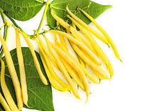 Heirloom Yellow Wax Bean Seeds for Planting  Grow Delicious Beans