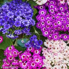 Mixed Cineraria Flower Seeds for Planting – Heirloom NonGMO High Germination Organic Garden Seeds for Colorful Bloom Displays
 
 Sale