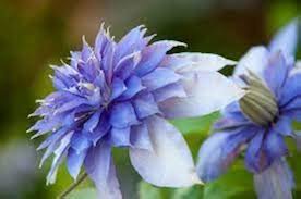 Sky Blue Clematis Flower Seeds for Planting – Heirloom NonGMO High Germination Organic Garden Seeds for DroughtTolerant Vines
 
 Sale