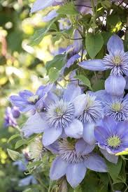Sky Blue Clematis Flower Seeds for Planting – Heirloom NonGMO High Germination Organic Garden Seeds for DroughtTolerant Vines
 
 Sale