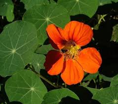 Orange Hanging Nasturtium Seeds Flower seeds for Planting Bright Blooms Heirloom & GMO Free Seeds for Home Garden