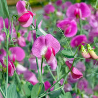 Peach Sweet Pea Flower Seeds for Planting – Heirloom NonGMO High Germination Organic Garden Seeds
 
 Sale