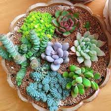 100 Pcs