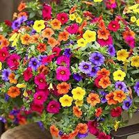Mixed Hanging Petunia Flower seeds for Planting - Cottage Garden Essential, Heirloom & GMO Free Seeds for Home Garden
 
 Sale seeds for home garden