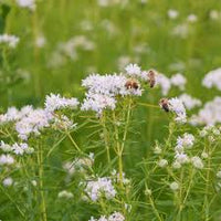White Mountain Mint Flower seeds for Planting - Drought Tolerant, Heirloom & GMO Free Seeds for Home Garden
 
 Sale seeds for planting in home garden