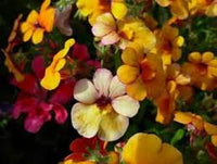 Heirloom Nemesia Carnival Mix Flower seeds for Planting Bright Blooms Heirloom & GMO Free Seeds for Home Garden
