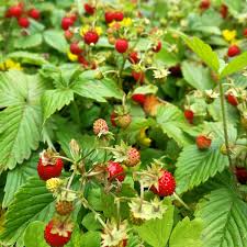 Alpine Strawberry (Fragaria vesca) Seeds – Red Fruit, White Flowers