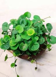 Centella Asiatica Seeds for Planting | Grow Your Own