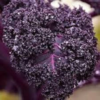 Purple Scarlet Kale Vegetable Seeds for Easy Planting