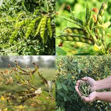 Jamaica Gungo Vegetable Seeds for Planting  High-Quality Seeds for Your Garden