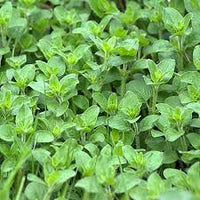 Oregano Herb Seeds for Planting - Grow Fresh Flavor