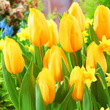 Yellow Tulip Flower Seeds for Planting – Heirloom NonGMO Organic Garden Seeds – Compact Growth High Germination
 
 Sale