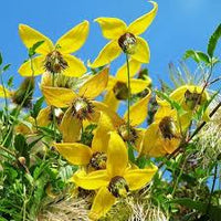 Yellow Clematis Flower Seeds for Planting – Heirloom NonGMO Organic Garden Seeds – Long Bloom Season High Germination
 
 Sale