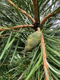 Cathaya Tree Seeds Planting Instructions