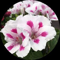 White Brown Pelargonium Flower Seeds for Planting – Heirloom NonGMO Organic Garden Seeds – Border Blooms High Germination
 
 Sale for planting in home garden